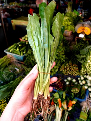 thai coriander cilantro